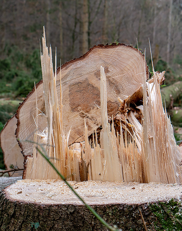 Baumstumpf nach der Fällung. Lutter Forstservice in Schaumburg