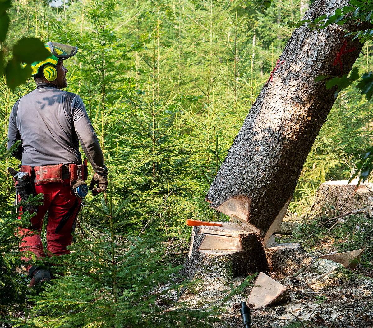 Forstarbeit Baumfällen Uwe Lutter